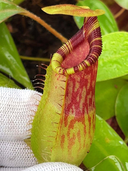 Nepenthes burkei x ephippiata BE-4652