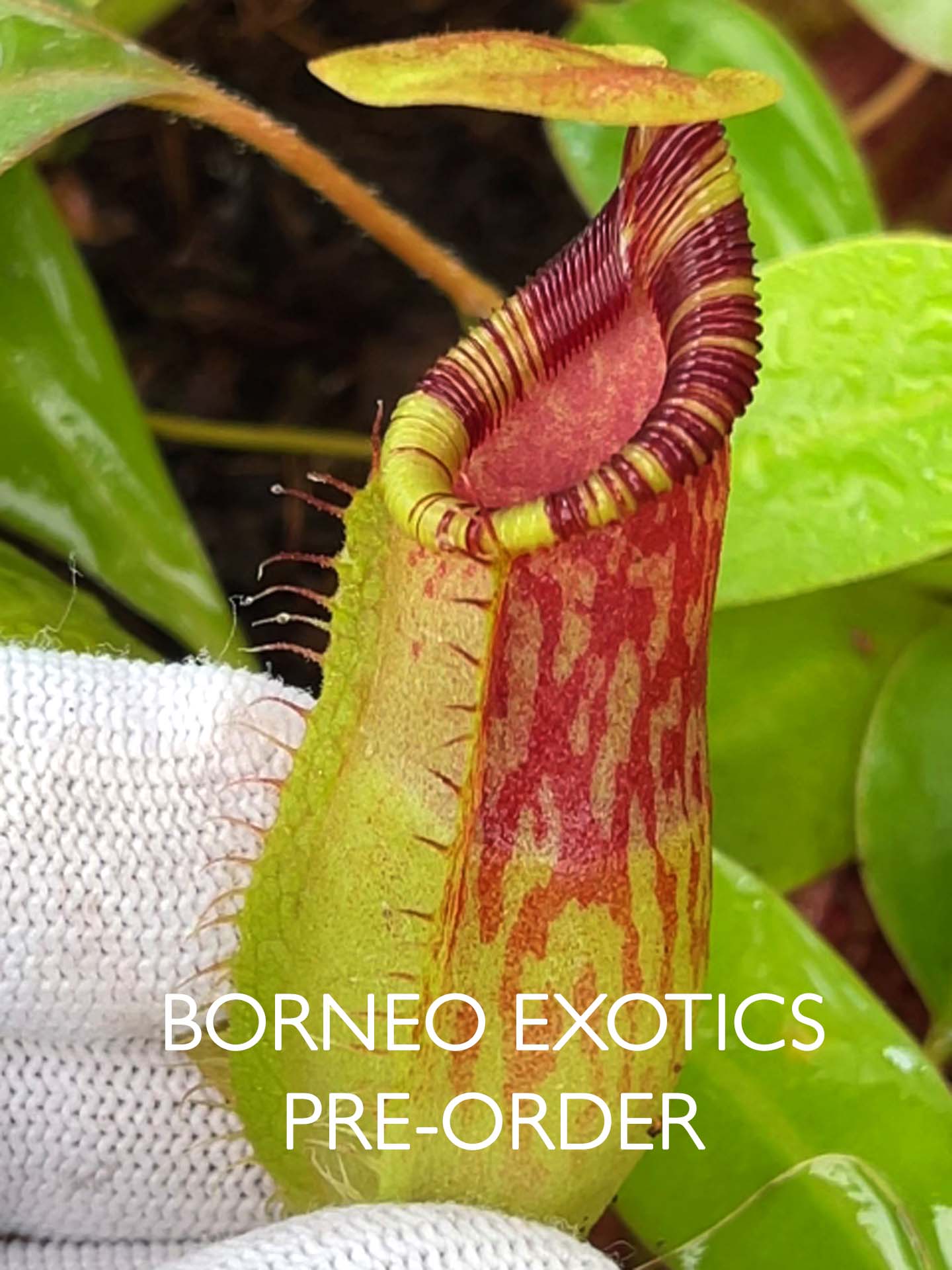 Nepenthes burkei x ephippiata BE-4652