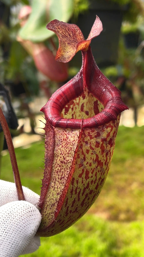 Nepenthes 'Alisaputrana'   BE-4657 New Clone