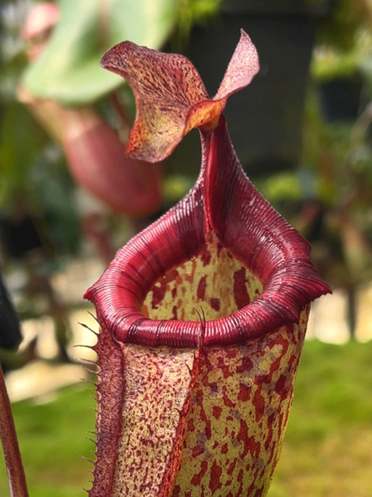 Nepenthes 'Alisaputrana'   BE-4657 New Clone