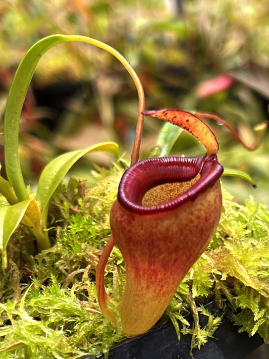 Nepenthes jamban Grex 2 "Assorted clones" BE-4667