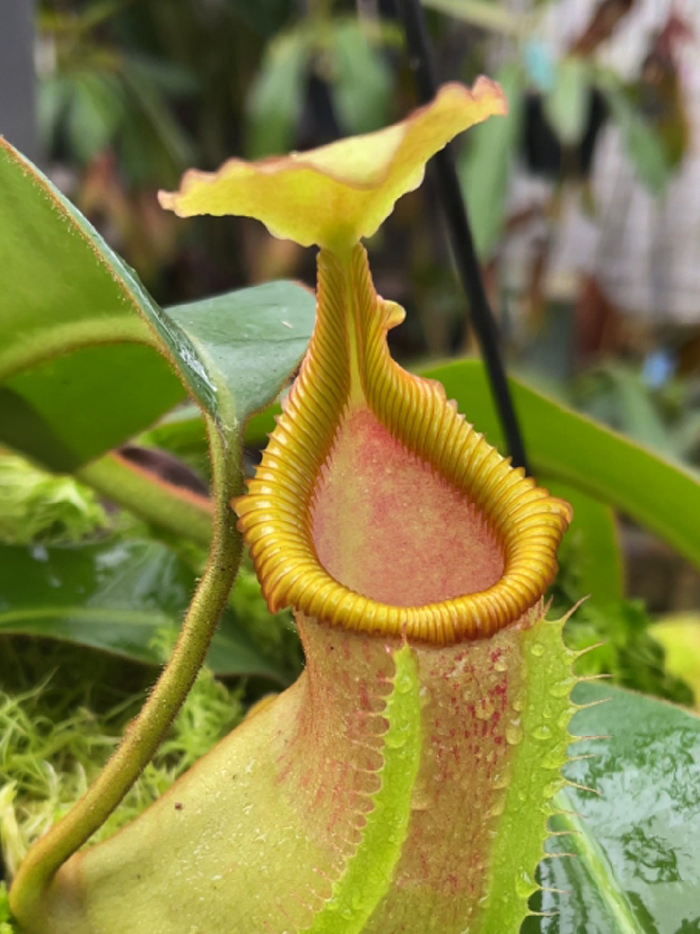 ASTA 6 : Nepenthes veitchii Pa' Umor x edwardsiana BE-4672 Small Size