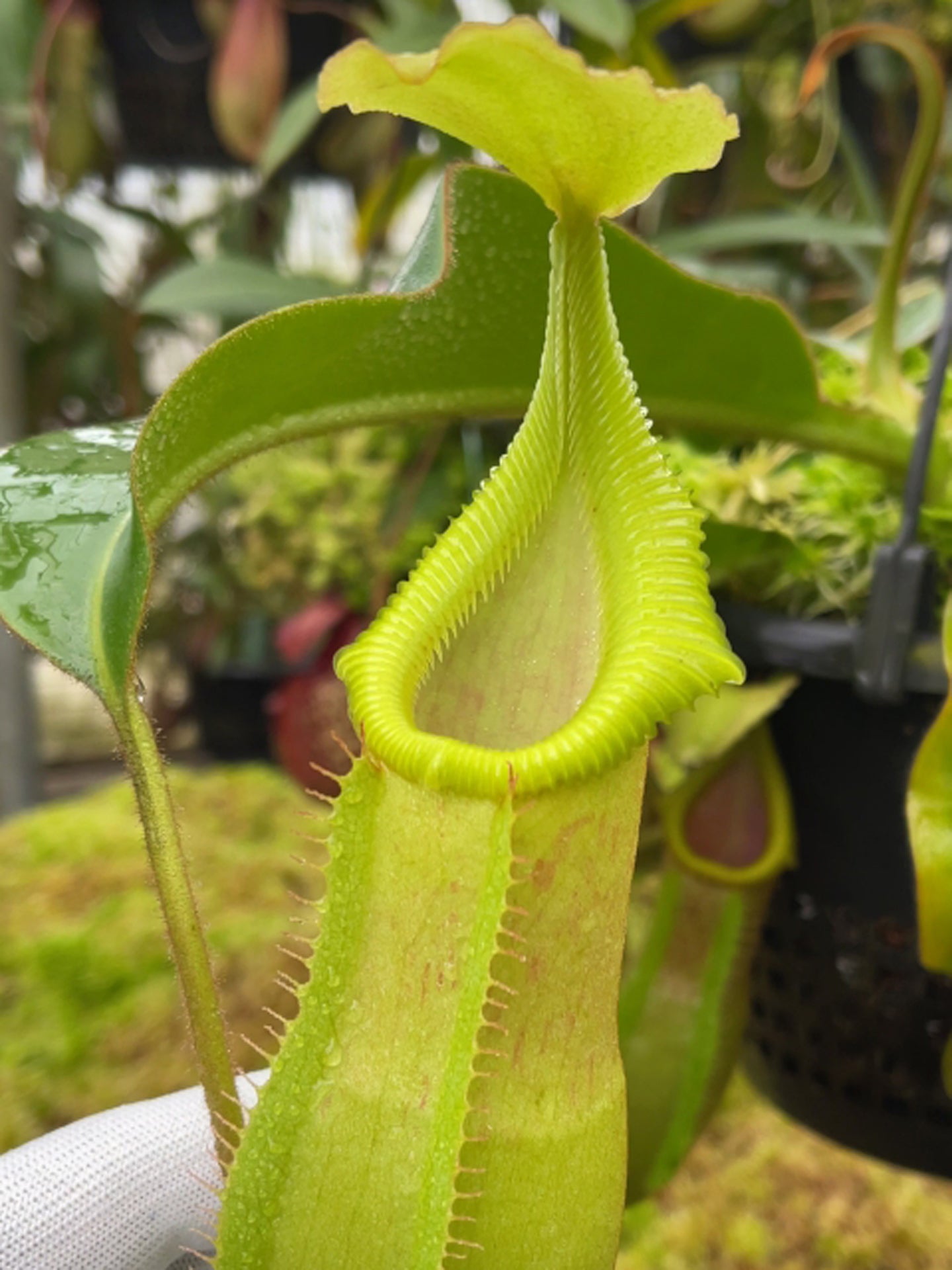 ASTA 6 : Nepenthes veitchii Pa' Umor x edwardsiana BE-4672 Small Size
