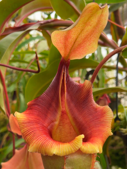 Nepenthes veitchii x ventricosa BE-4674