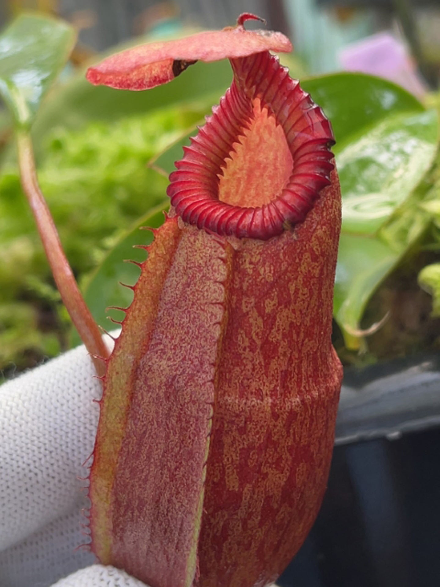 ASTA 10 : Nepenthes rajah x edwardsiana BE-4676