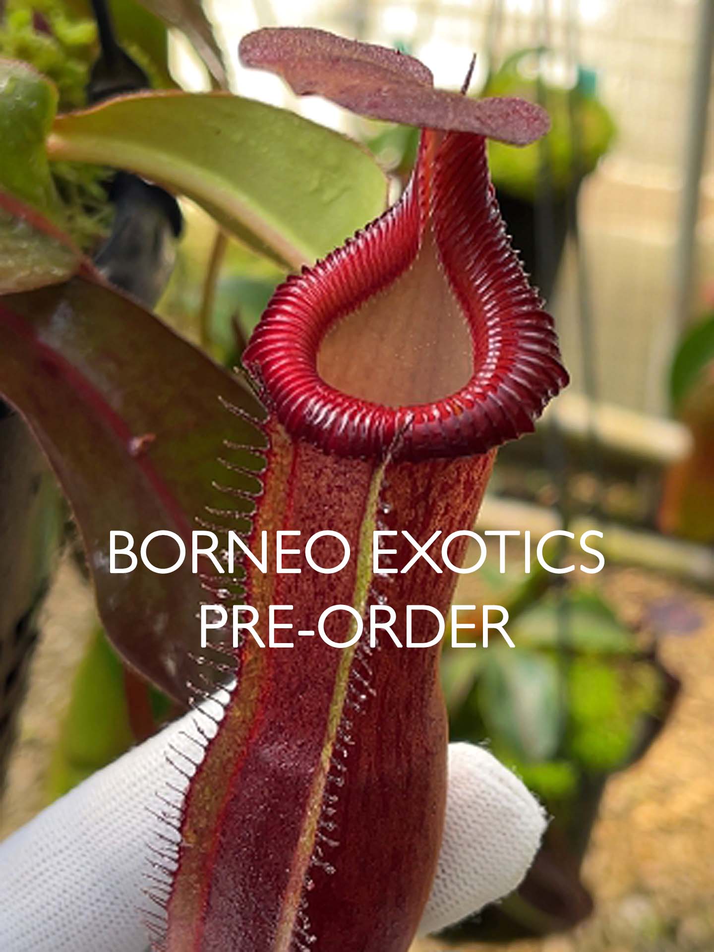 Nepenthes {[(lowii x veitchii) x boschiana] x [(veitchii x maxima) x veitchii]} x edwardsiana - clone # 3 BE-4678