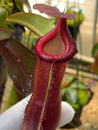 Nepenthes {[(lowii x veitchii) x boschiana] x [(veitchii x maxima) x veitchii]} x edwardsiana - clone # 3 BE-4678
