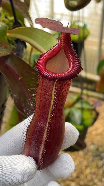 Nepenthes {[(lowii x veitchii) x boschiana] x [(veitchii x maxima) x veitchii]} x edwardsiana - clone # 3 BE-4678