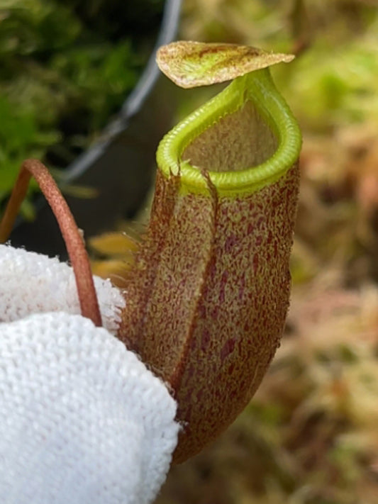 ASTA 4 : Nepenthes leonardoi  BE-4680