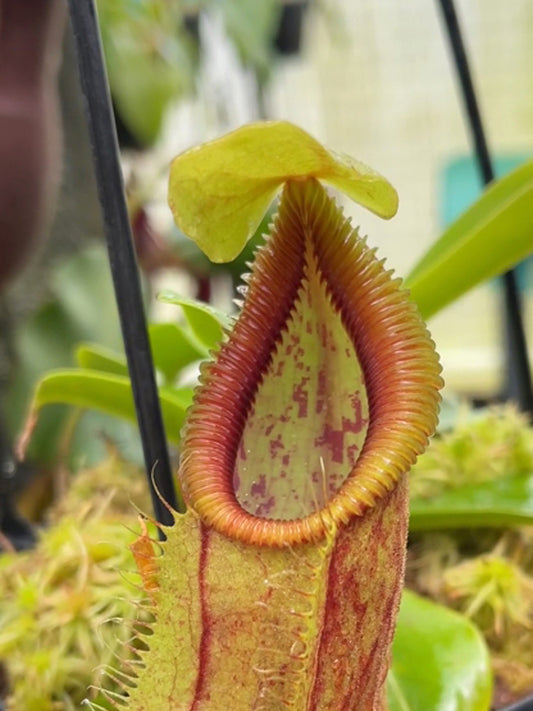 Nepenthes spathulata x (diabolica x hamata) BE-4684