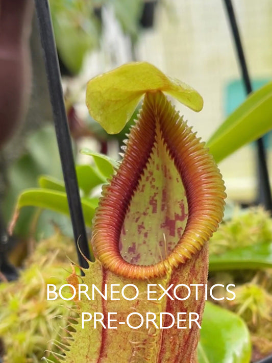 Nepenthes spathulata x (diabolica x hamata) BE-4684