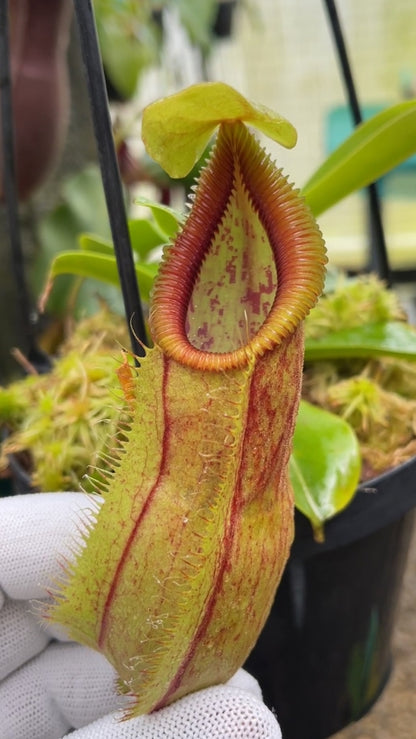 Nepenthes spathulata x (diabolica x hamata) BE-4684