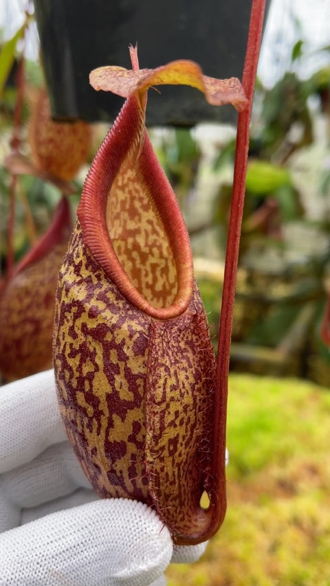 Nepenthes gymnamphora "Tall Form" BE-4687