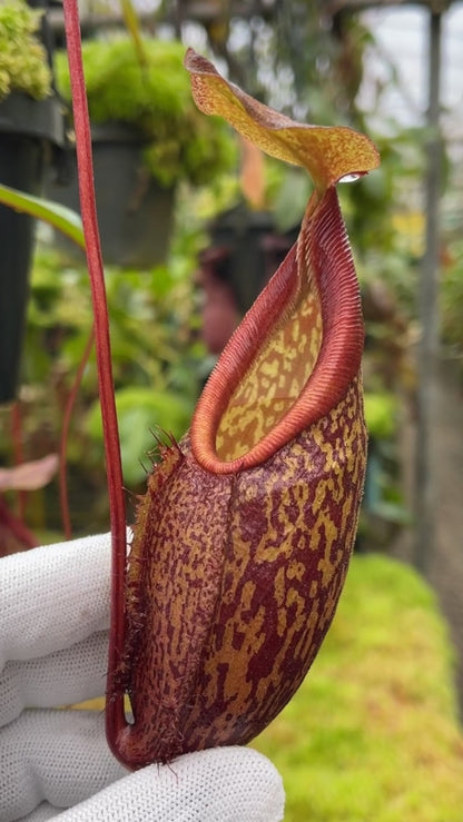 Nepenthes gymnamphora "Tall Form" BE-4687