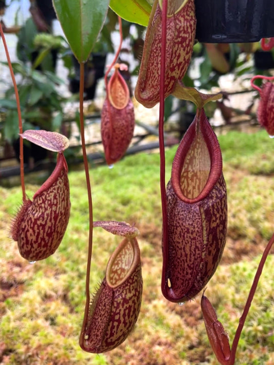 Nepenthes gymnamphora "Tall Form" BE-4687