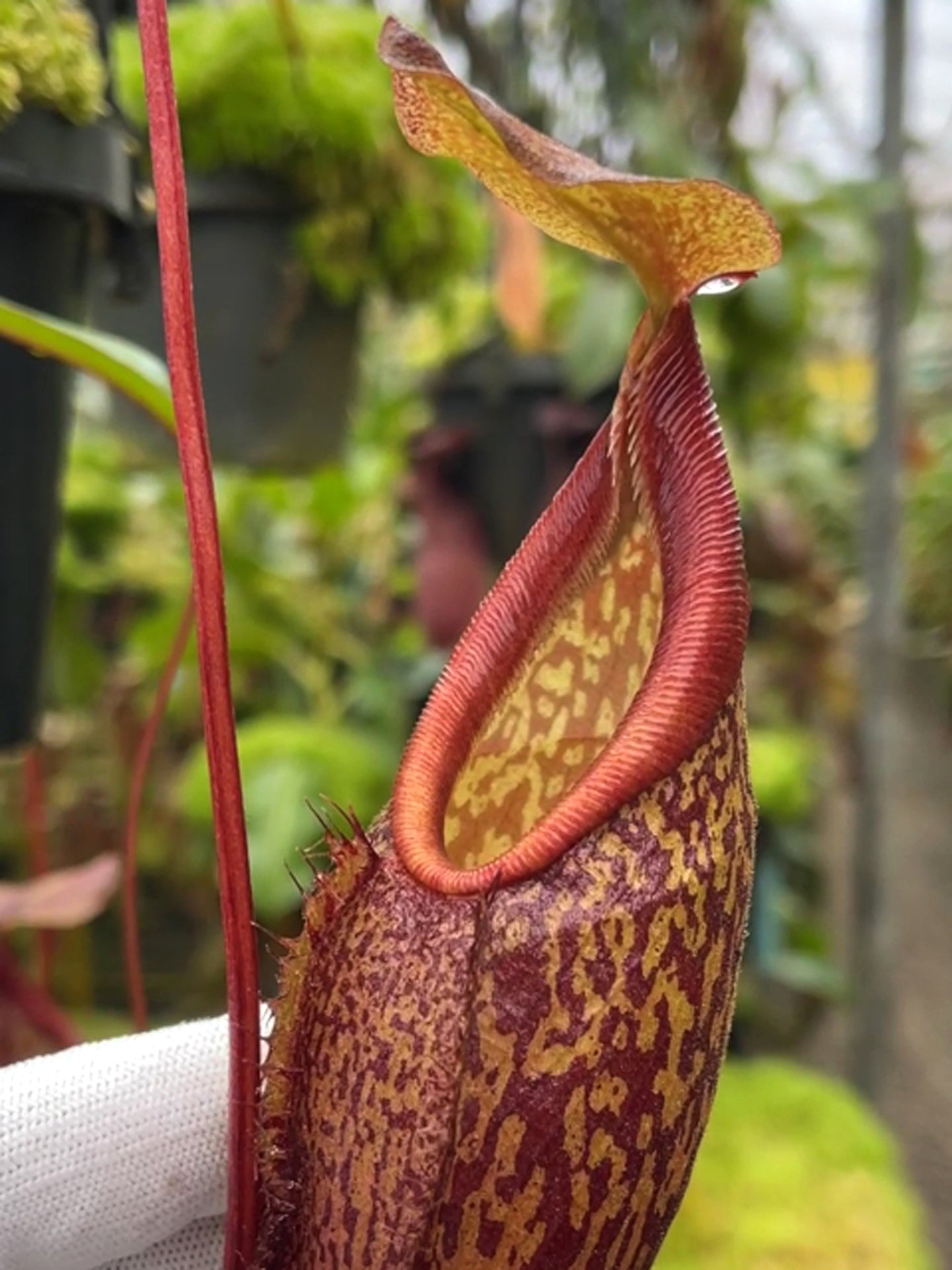 Nepenthes gymnamphora "Tall Form" BE-4687