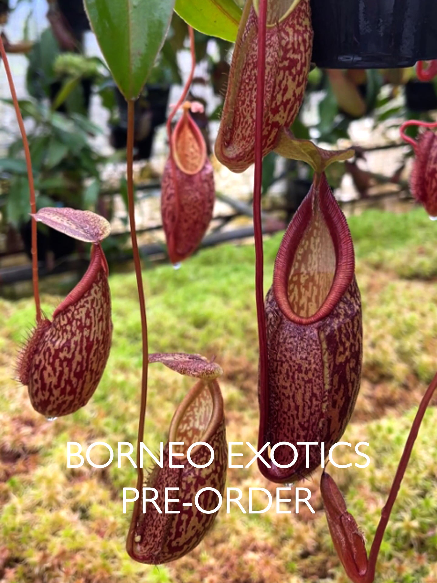Nepenthes gymnamphora "Tall Form" BE-4687