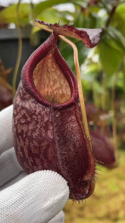 Nepenthes gymnamphora "Squat Form" BE-4688