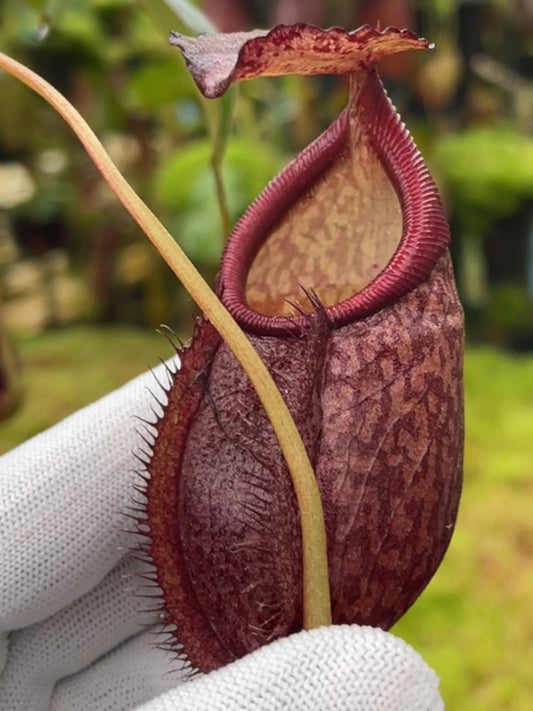 Nepenthes gymnamphora "Squat Form" BE-4688