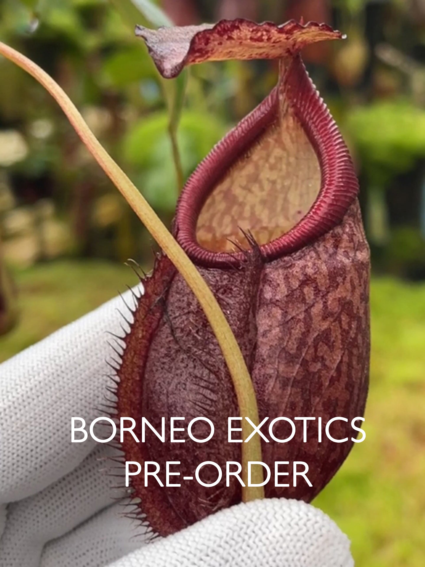 Nepenthes gymnamphora "Squat Form" BE-4688