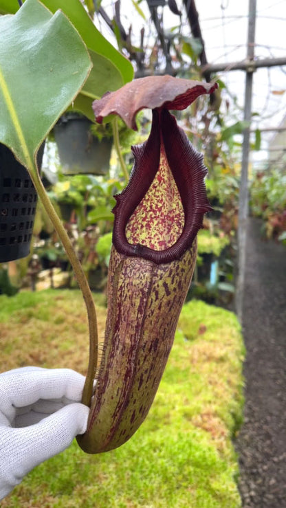Nepenthes klossii x robcantleyi BE-4690