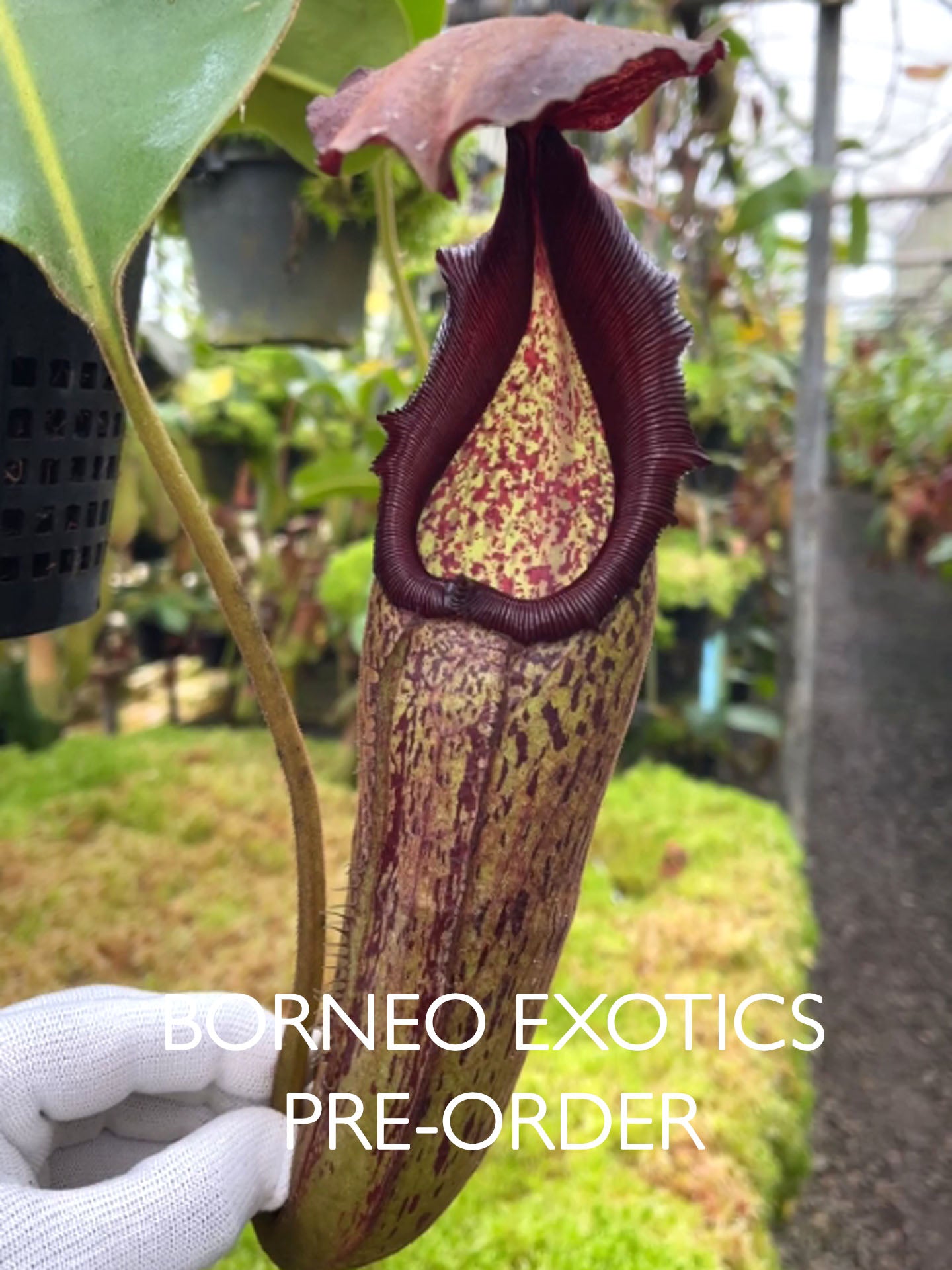 Nepenthes klossii x robcantleyi BE-4690
