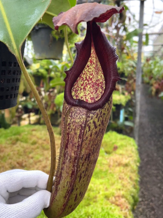Nepenthes klossii x robcantleyi BE-4690