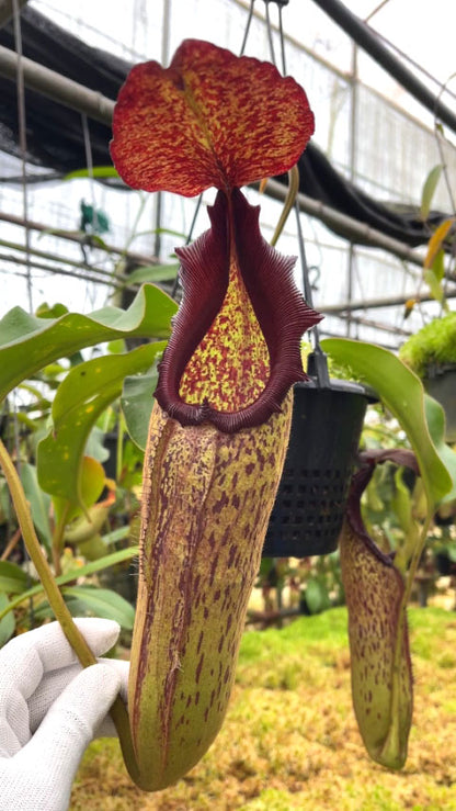 Nepenthes klossii x robcantleyi BE-4690