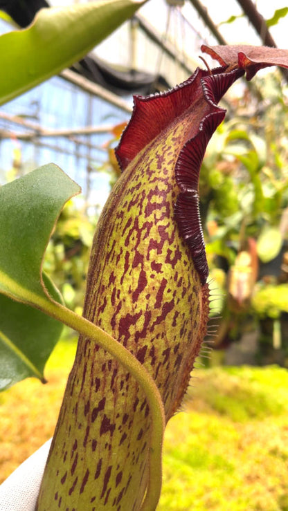 Nepenthes klossii x robcantleyi BE-4690