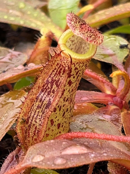 Nepenthes hurrelliana x sibuyanensis BE-4694