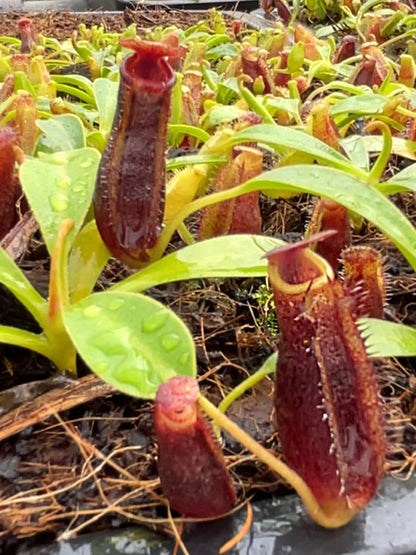 Nepenthes (lowii x tentaculata) x lowii BE-4700