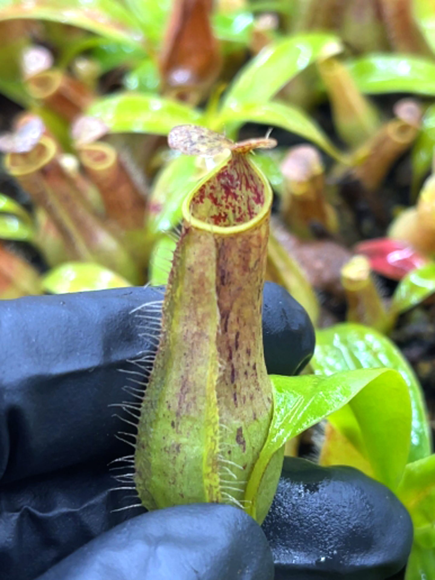 Nepenthes gracilis  BE-4703