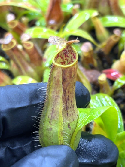 Nepenthes gracilis  BE-4703
