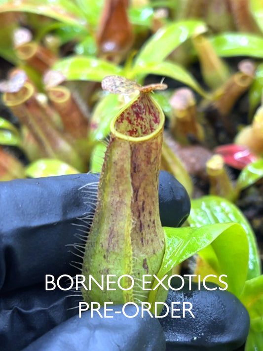 Nepenthes gracilis  BE-4703