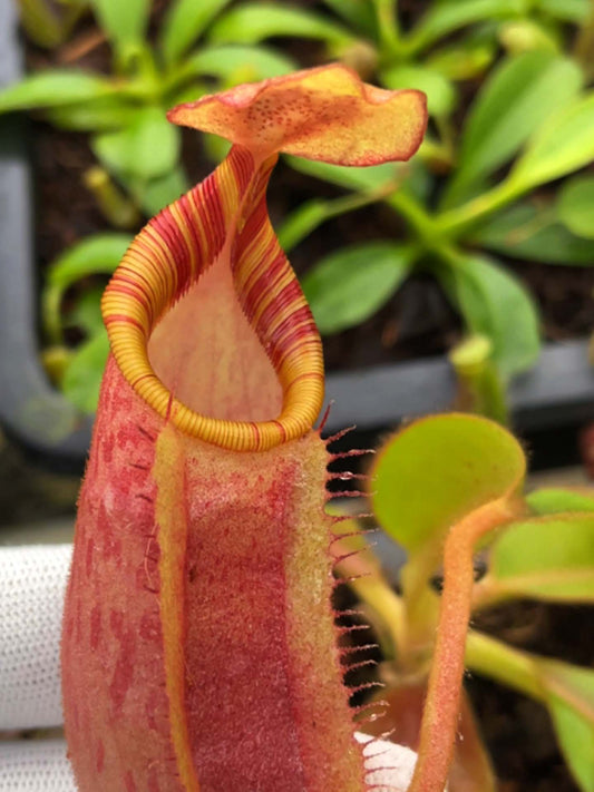 Nepenthes veitchii x ephippiata BE-4708