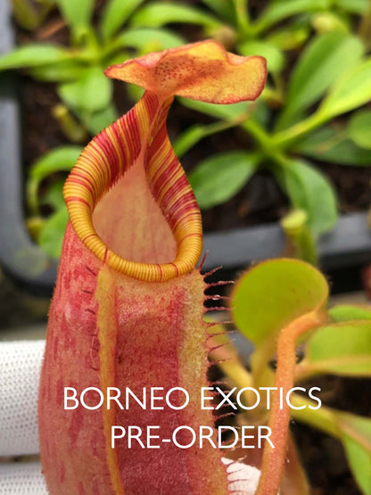 Nepenthes veitchii x ephippiata BE-4708