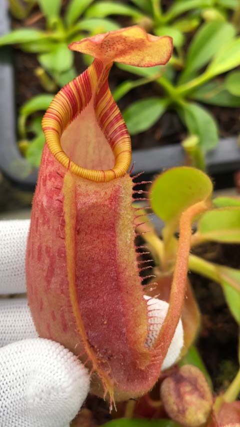 Nepenthes veitchii x ephippiata BE-4708