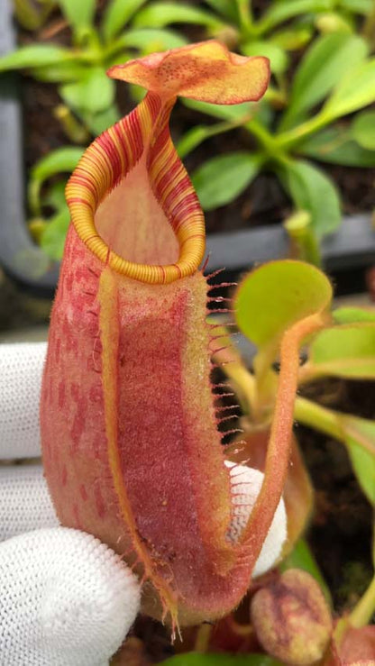 Nepenthes veitchii x ephippiata BE-4708