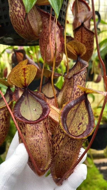 Nepenthes hamata x tenuis  BE-4709