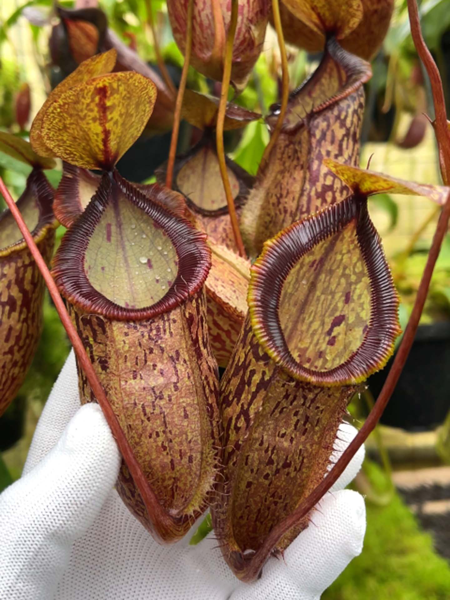 Nepenthes hamata x tenuis  BE-4709