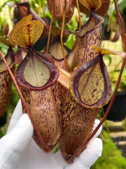 Nepenthes hamata x tenuis BE-4709