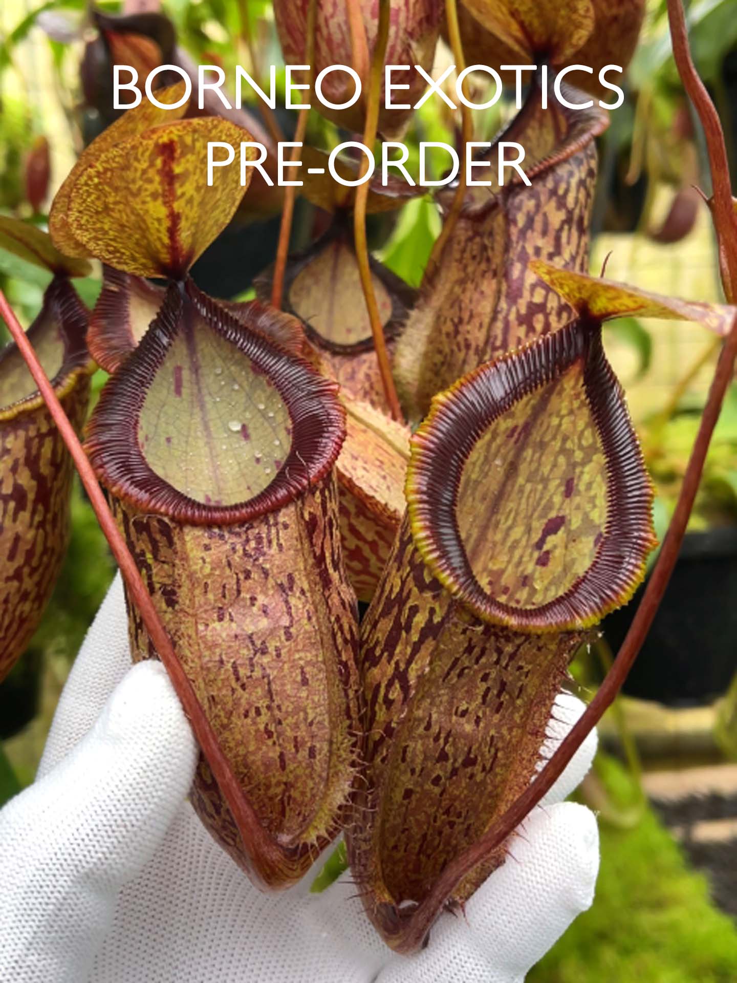 Nepenthes hamata x tenuis  BE-4709