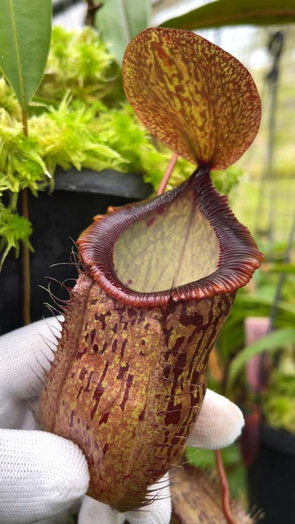 Nepenthes hamata x tenuis  BE-4709