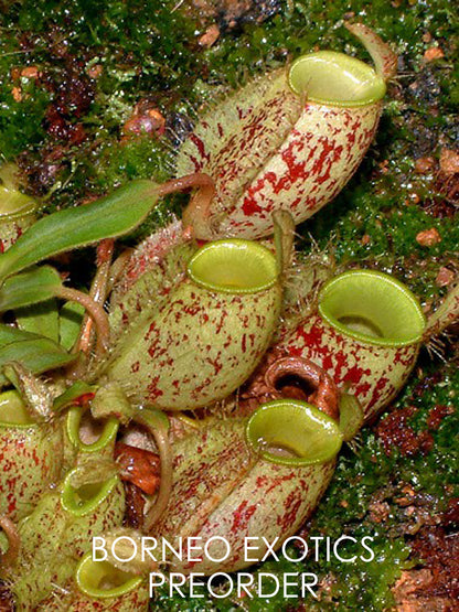 Nepenthes ampullaria "Brunei red speckled" BE-3007
