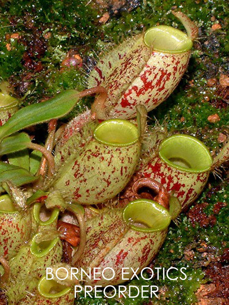 Nepenthes ampullaria "Brunei speckled" BE-3007