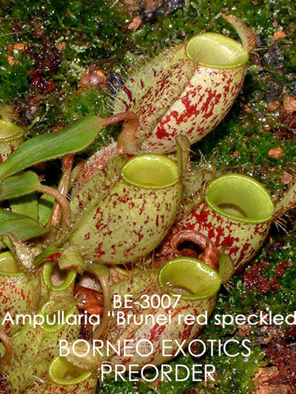 Nepenthes ampullaria "Brunei speckled" BE-3007