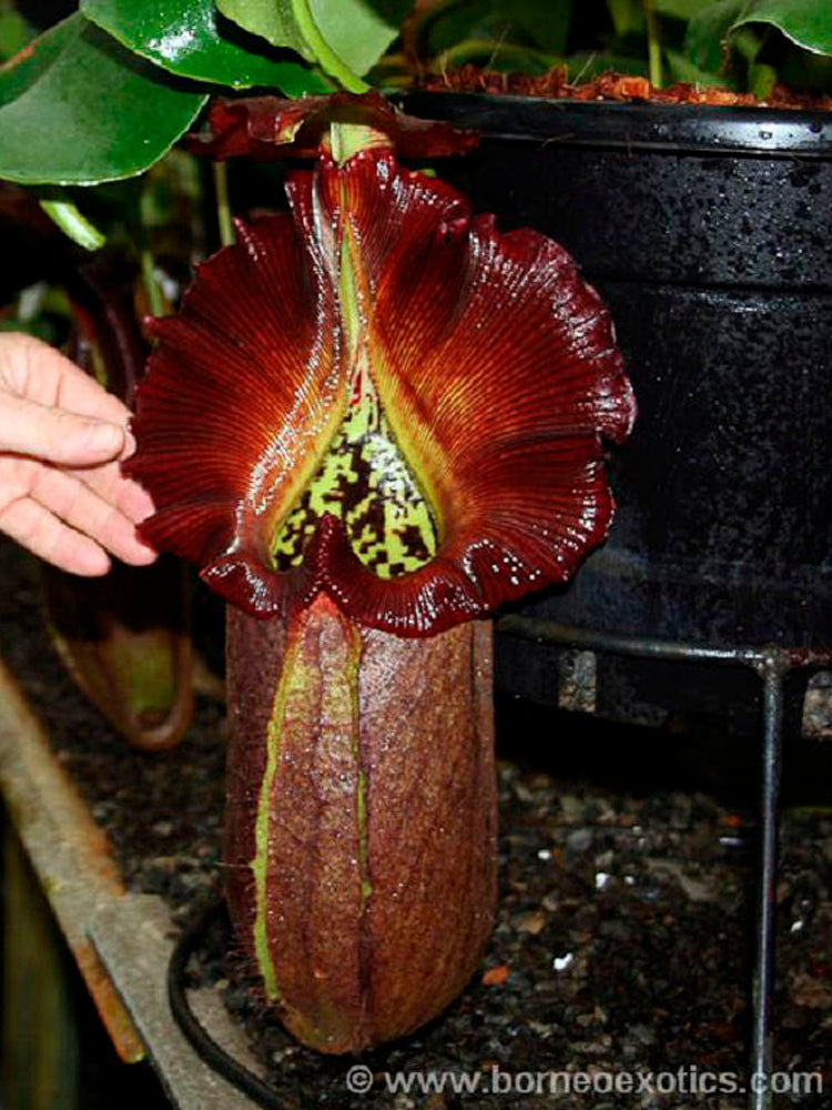 Nepenthes robcantleyi  BE-3517