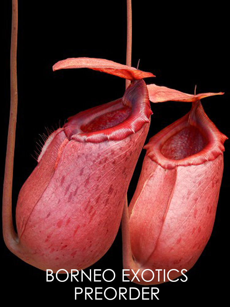 Nepenthes sibuyanensis x merilliana  BE-3542