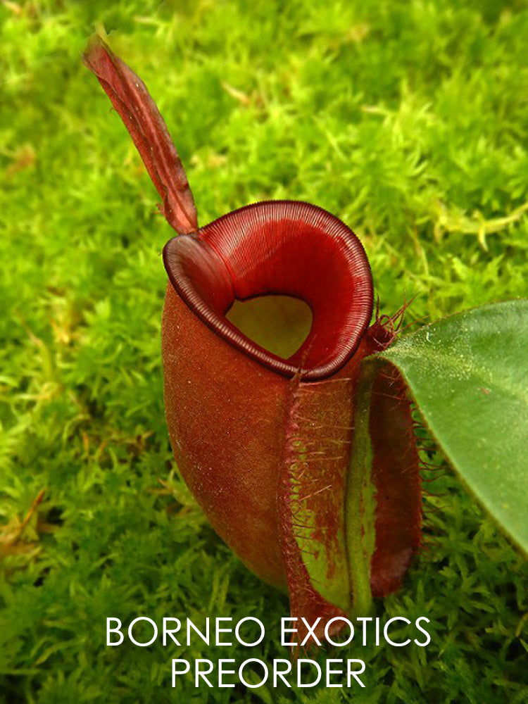 Nepenthes ampullaria "Harlequin" BE-3681