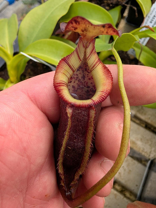 Nepenthes singalana x (burbidgeae x edwardsiana)  BE-4558  Clone 4